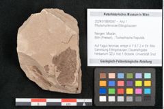 Foto (Objekt + Etikett) von Rhytisma feroniae Ettingshausen (NHMW-GEO-2024-0188-6387)